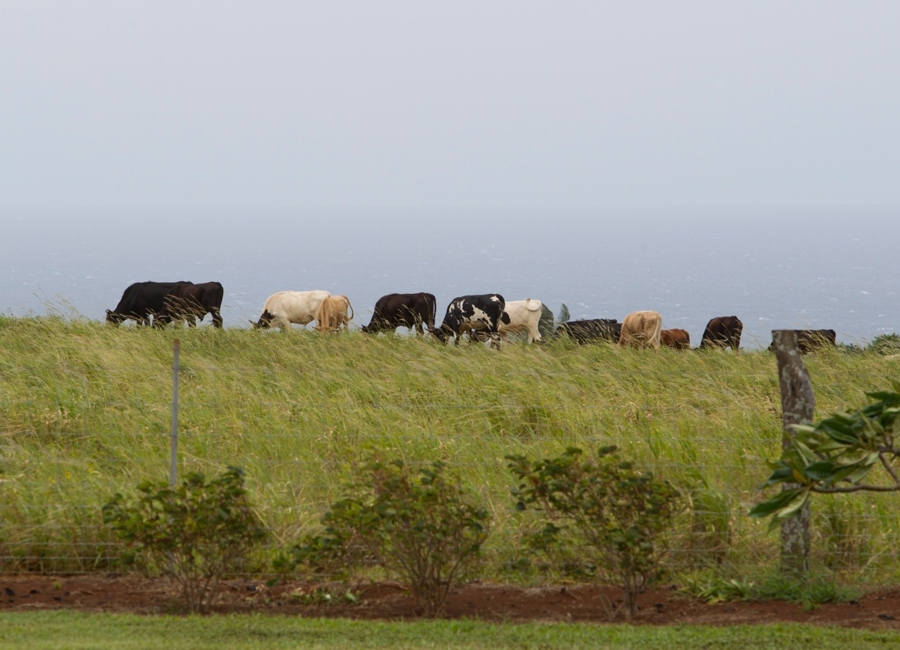 Private Northshore Rentals Haiku Maui Vacations Maui Vacation Homes